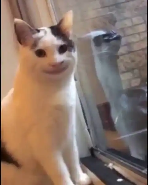 "微笑猫"的表情包出处就是一只号称有礼貌的猫ollie