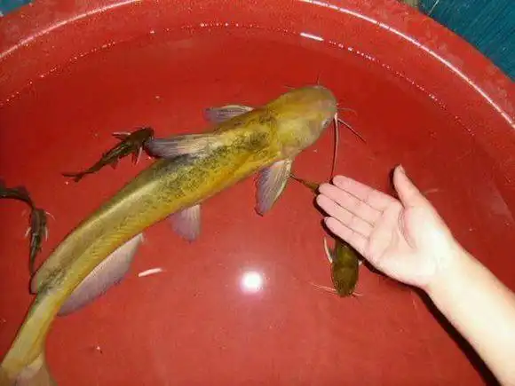 50cm长黄骨鱼长江最大黄骨鱼