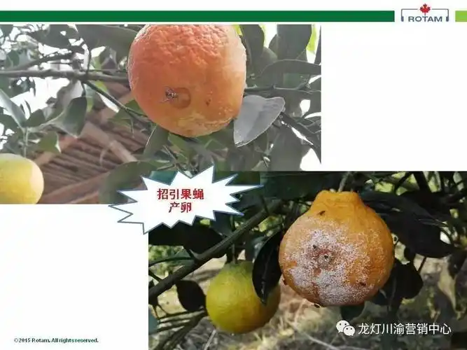 教你认柑桔酸腐病