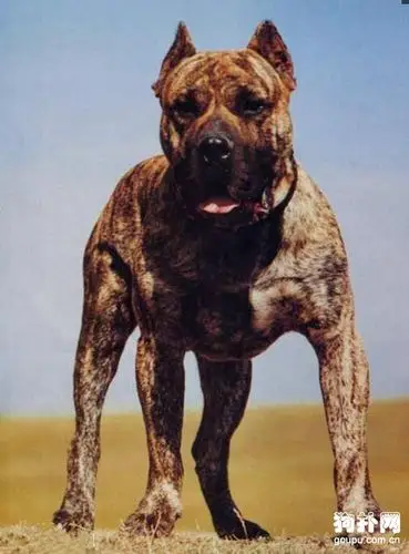 好斗凶猛的加纳利犬,hold得住的人不多