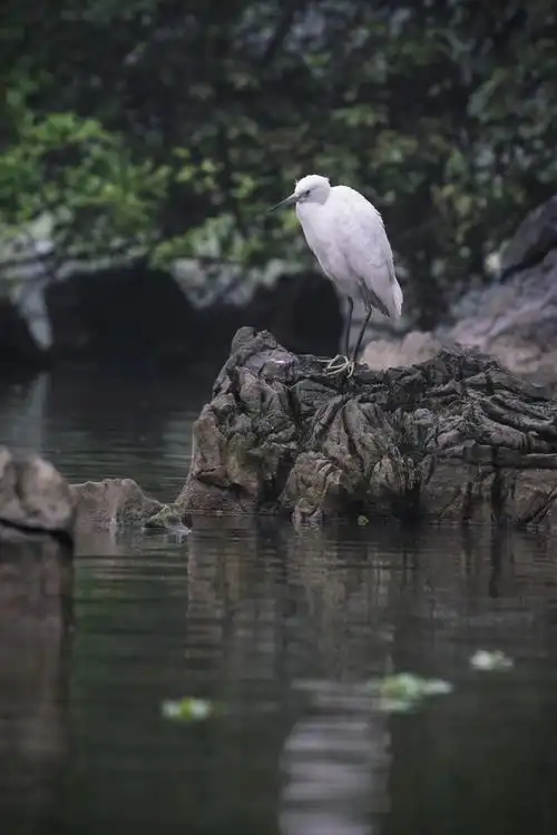 白鹭的奥秘:你能分辨出大白鹭和小白鹭吗?