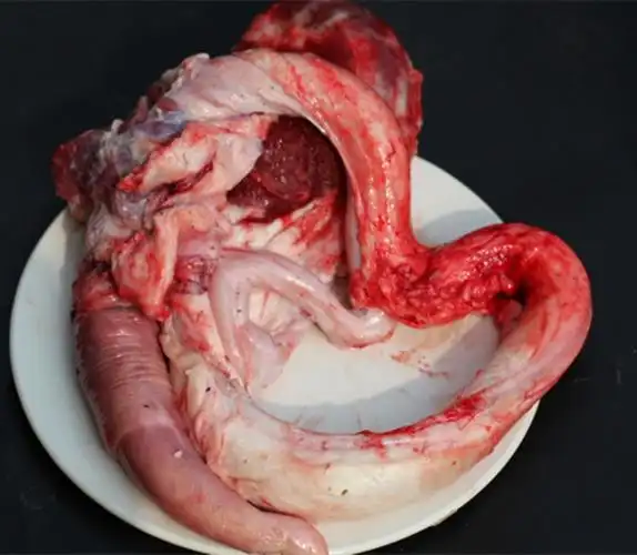 山东散养 黄牛牛鞭 新鲜牛鞭 单根牛鞭 250克 4斤包邮_7折现价25元