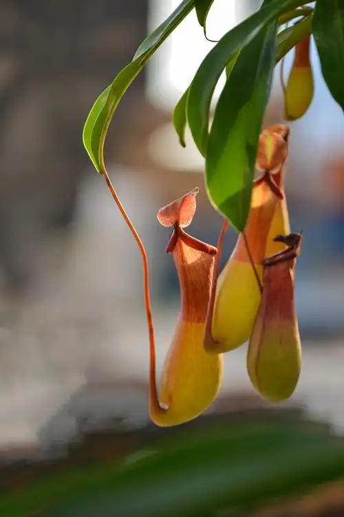 p>长叶猪笼草是 a target="_blank" href="/item/苏门答腊岛/884049"