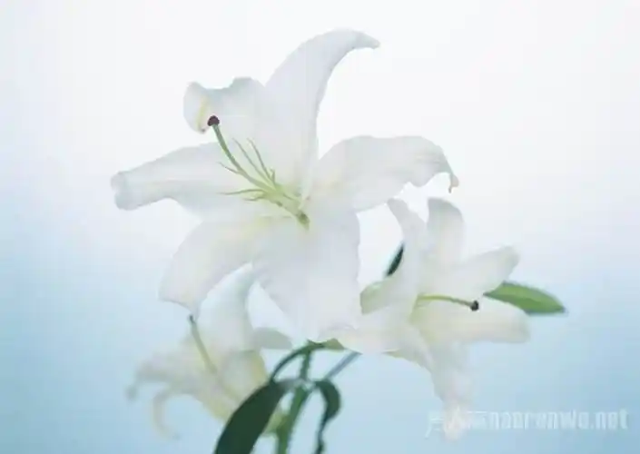 白百合花的寓意(白百合花的寓意是什么意思)