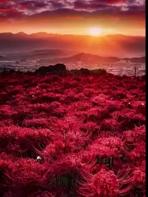 红色曼陀罗花海