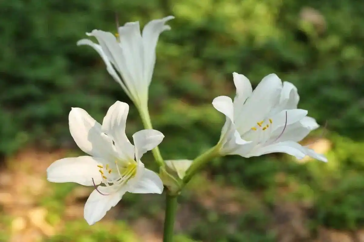 石蒜属植物概述  红蓝石蒜lycoris haywardi traub,plant.