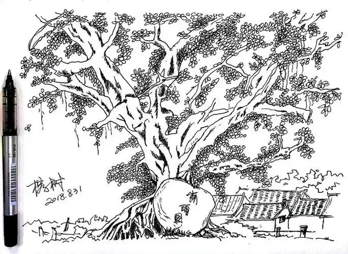 钢笔画20180831榕树