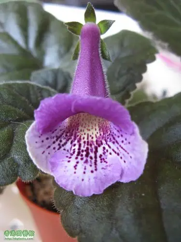 最近开的岩桐 (7-12-11更新)