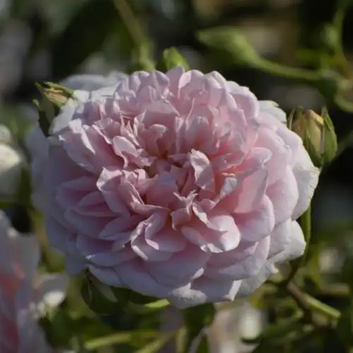 月季花——漂亮的火烈鸟(pretty flamingo)