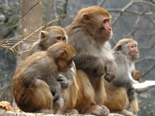 来看猴鼠龙三属相在农历八九月的运势如何