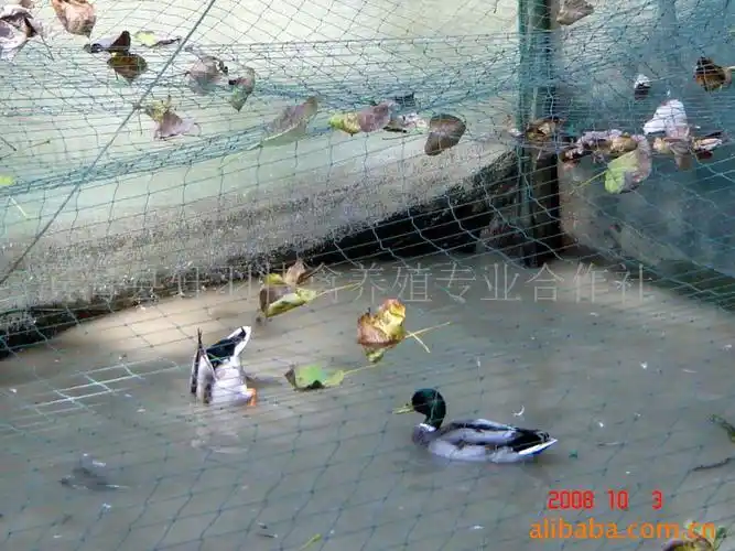 野鸭 捕捉厂家产品