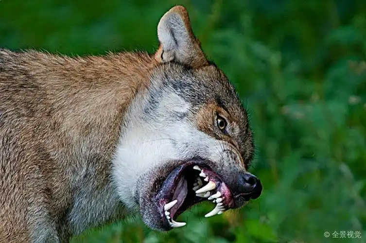 灰狼_狼_行为_狰狞_牙齿_俘获_图片大全—全景创意图库(quanjing.
