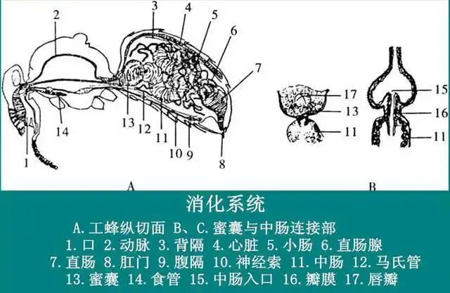 蜜蜂养殖技术蜜蜂内部构造的六大腺体和五大系统