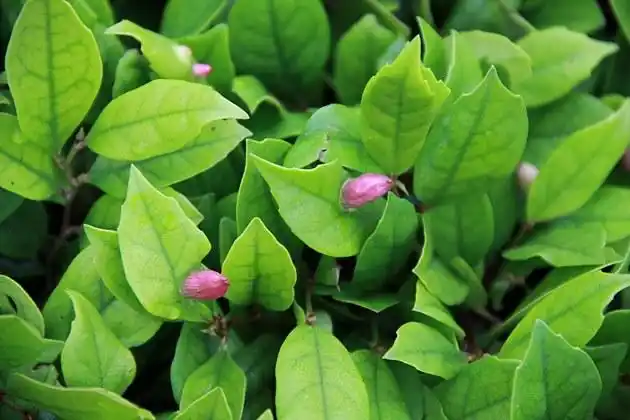 叶上花 by chenjetta - dcfever.com