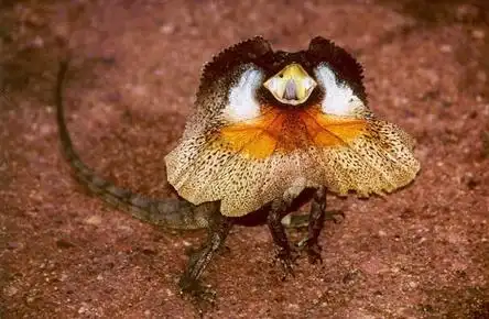 伞蜥蜴(frilled lizard)