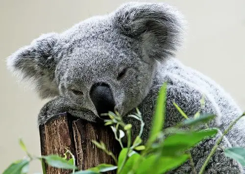 呆萌的考拉不能排汗,酷热难耐的夏天,它是这样保持凉爽的