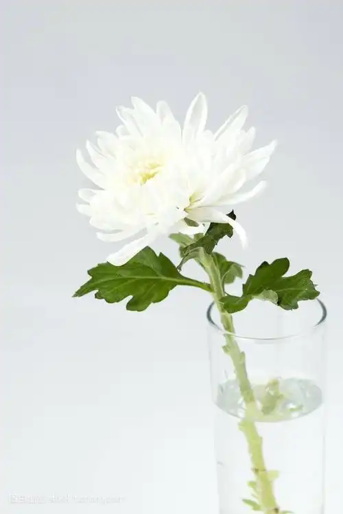 一朵白菊表达着我的你的思念