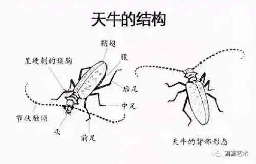 天牛写生画稿