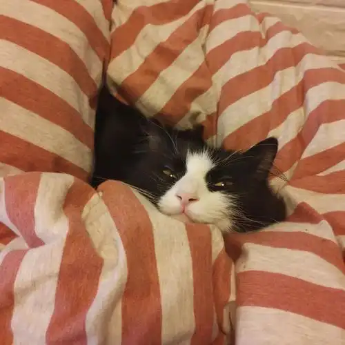 天都已经够冷了,你还要跟我抢被子?| 钻被窝的毛孩儿