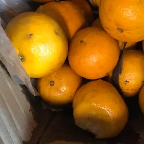 皇帝柑贡柑 净重9斤 果经50mm～60mm中小果 【果园现摘,坏果包赔】