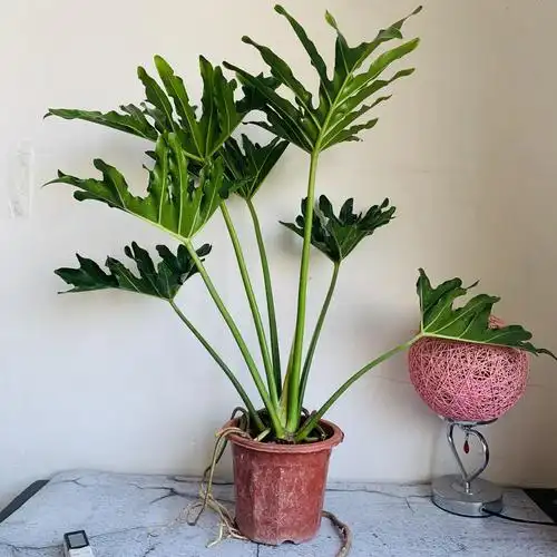 小天使叶植物净化盆栽绿植植物仙羽室内观培土春羽绿植