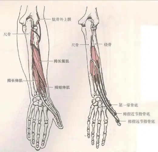 前臂后群肌-运动解剖学-图片