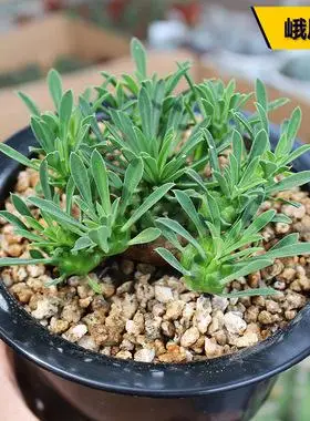 峨眉山大戟科多肉植物稀缺冷门块根绿植花卉小盆栽办公室防辐射