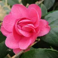 红花一朵微信头像_微信头像图片大全