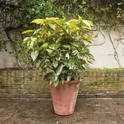 6种耐半阴的灌木植物,花叶观赏性极佳,不一定适合园艺新手