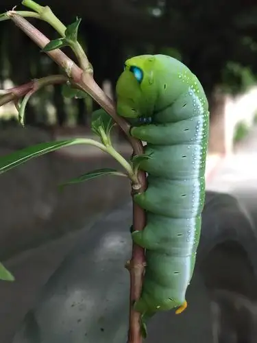 带仿生眼的青虫是什么虫?