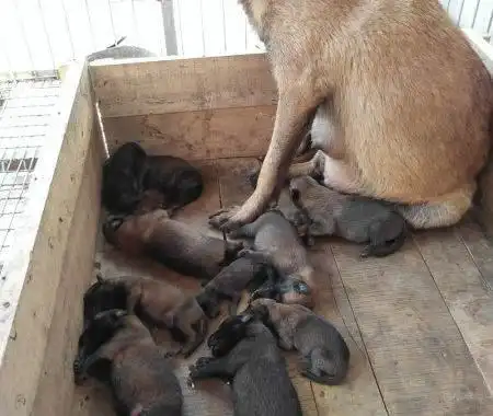 出售40天小马犬公母均有