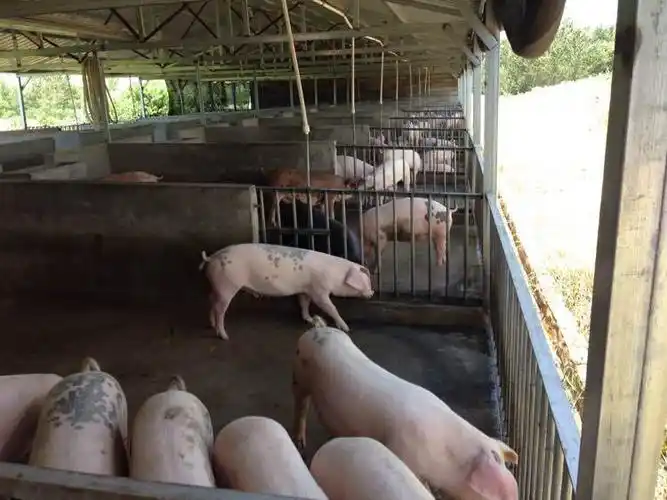 盖这样的猪舍,大概需要多少钱,大神帮算一下