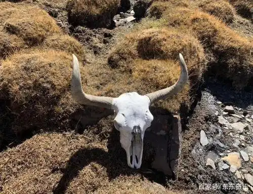 野牦牛遗落的头骨