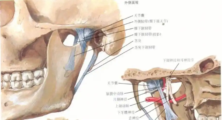 【tmd】写给颞下颌关节紊乱综合征患者