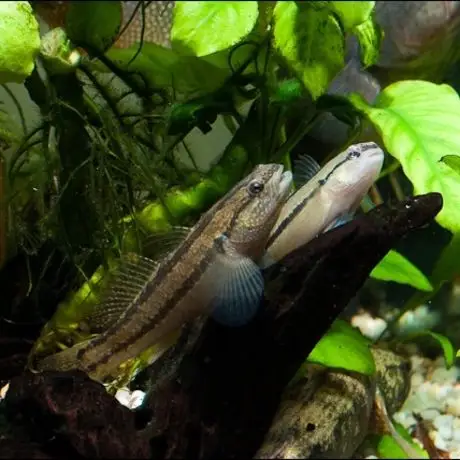 纹缟虾虎 虾虎鱼 冷水鱼 观赏鱼