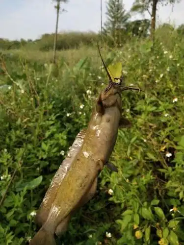 胡子鱼的学名应该叫"埃及革胡子鲶",生长非常快,喜欢吃动物的内脏等