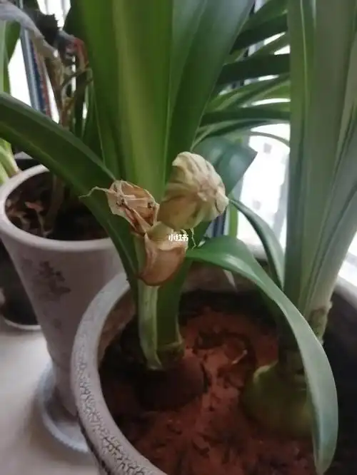 朱顶红种子繁殖