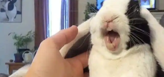 说兔子在急了咬人实际上是一种隐喻.