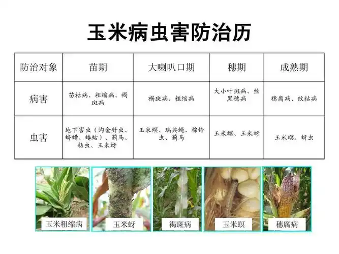 玉米病虫草害防治zsppt