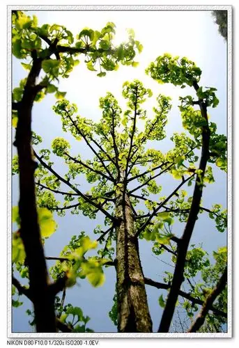 [分享]春天也拍银杏