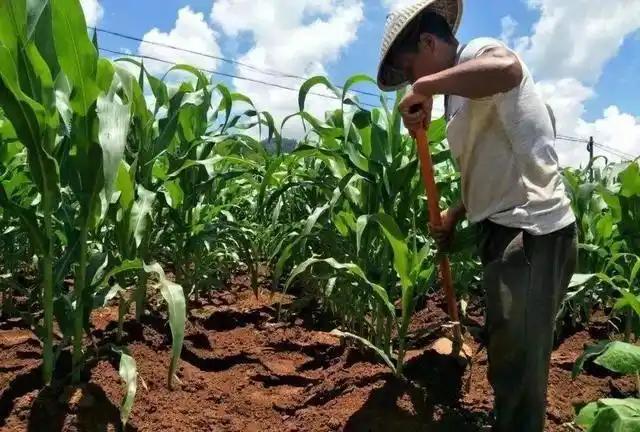 追施"粒肥",玉米可增产10%—30%,千万别忽视"粒肥"