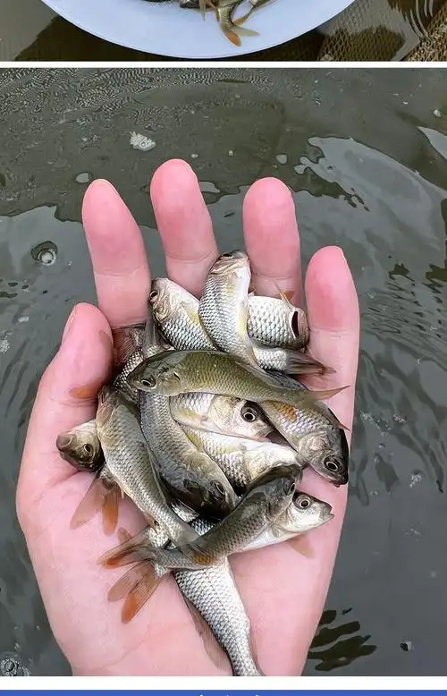鲤鱼苗淡水养殖食用活体特大冷水鱼苗稻田鲤建鲤黑鲤鱼苗小鱼苗包四大
