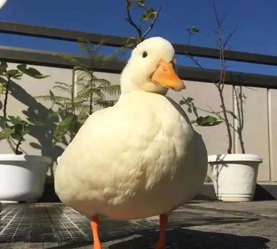 可爱鸭子头像最近流行的吸鸭萌萌的软绵绵的鸭胸无法抵挡啊