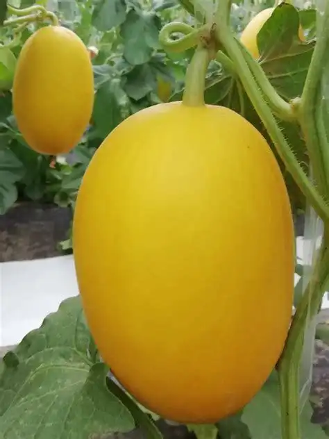 厚皮甜瓜品种介绍