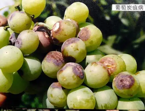 葡萄炭疽病防治