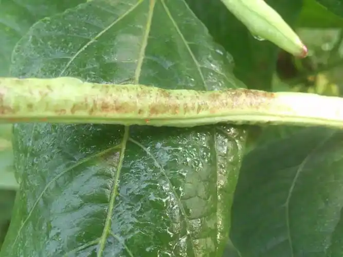 蓟马危害典型症状作物图册