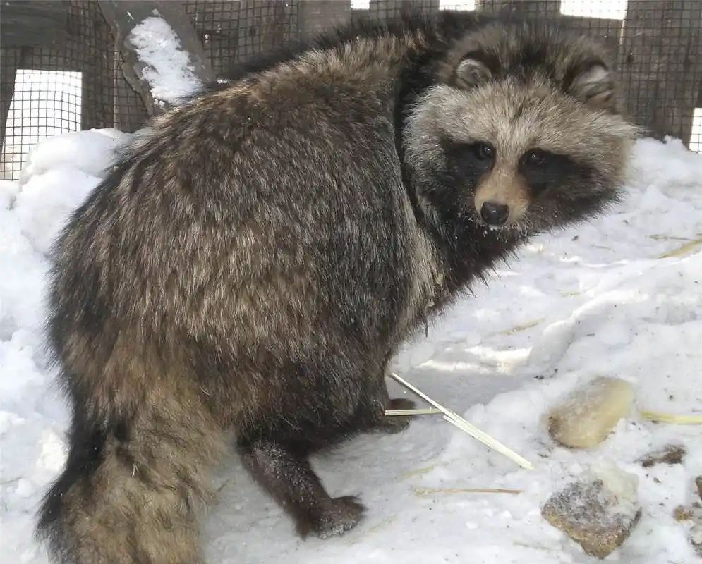 貉的"四大活动习性",你可能只知其一,不知其三