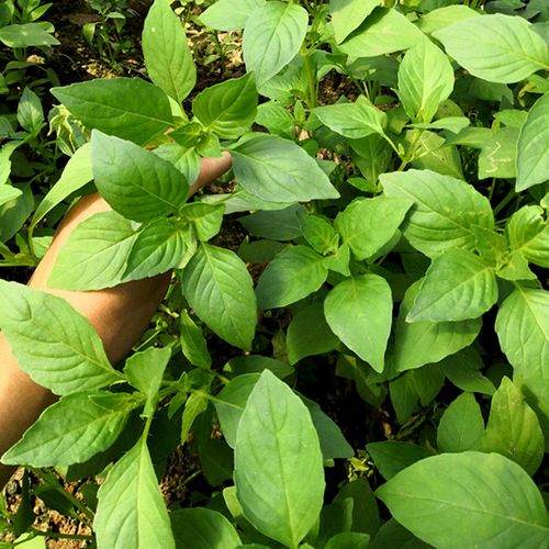 河南大叶荆芥菜新鲜荆芥带根新鲜蔬菜调味菜凉拌菜新鲜两斤装