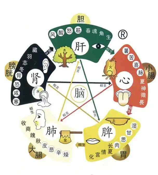 【人体五脏六腑,相生相克,文图详解】