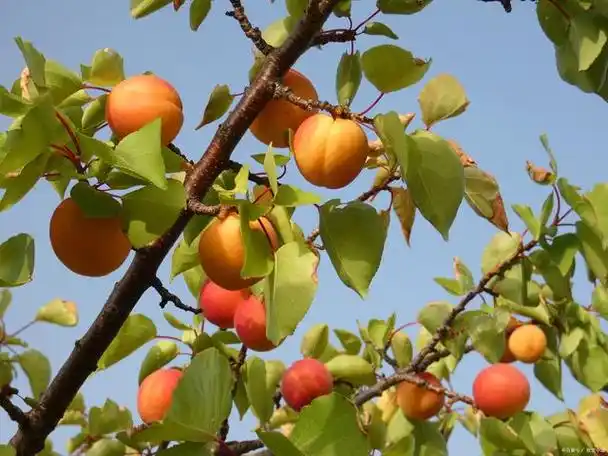 杏树修剪时间和方法